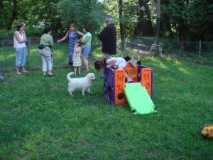 2015-cours-chiots (6)